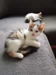 Siostry do adopcji