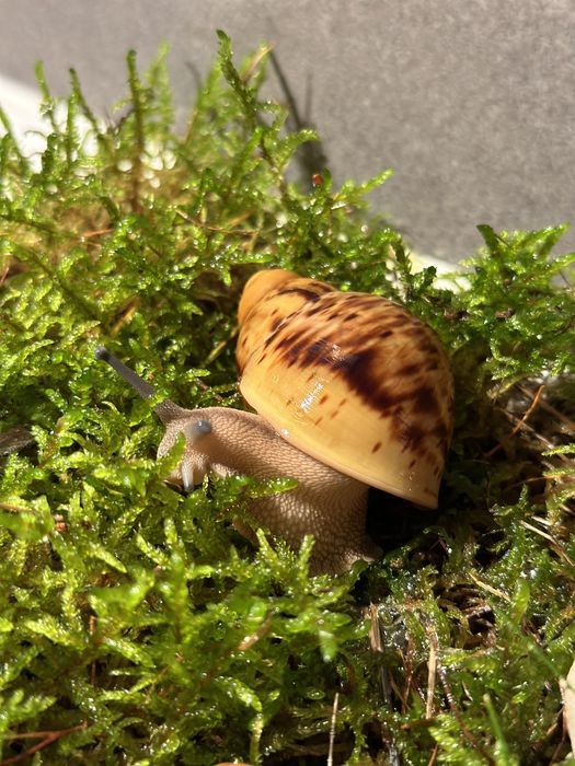 ślimaki afrykańskie Archahatina Marginata Ovum albino body i nominal