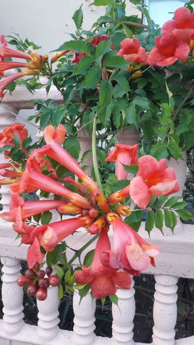 цветы.Кампсис. Лиана. Розовая.только из рук в руки.пересылки нет.