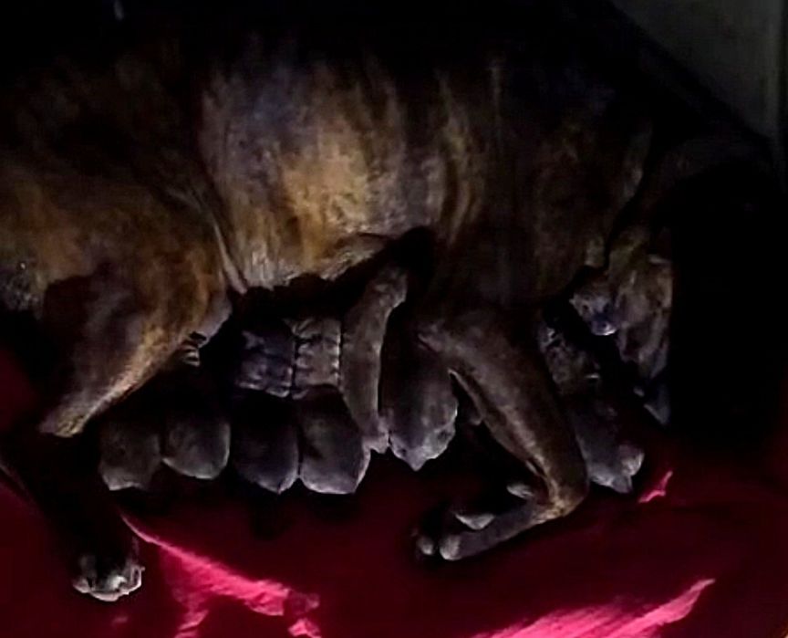 American Bandog - pitbull mastif mastino