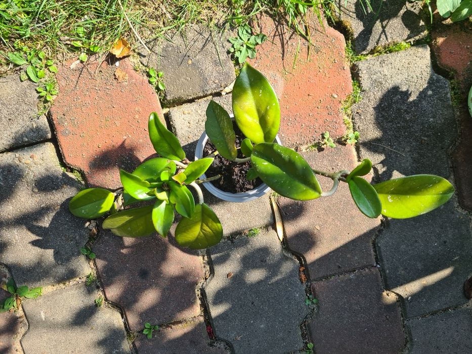 Hoja, hoya tzw. Woskownica