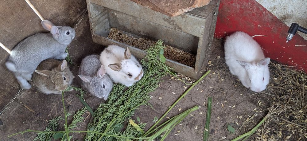 Króliczki miniaturki