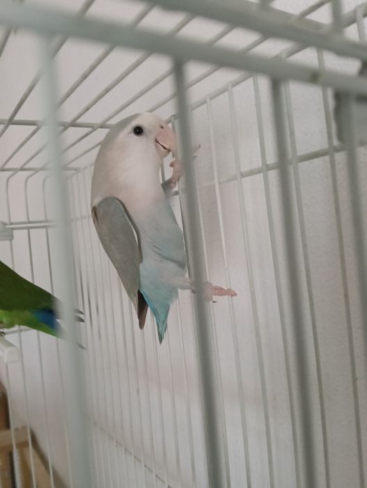 Casal agapornis reprodutor