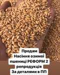 Озима пшениця RAGT Реформ