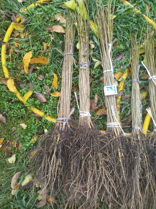 подвой , абрикоса, алычи