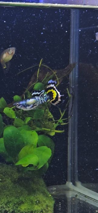 Gupik Yellow Tiger Mosaic