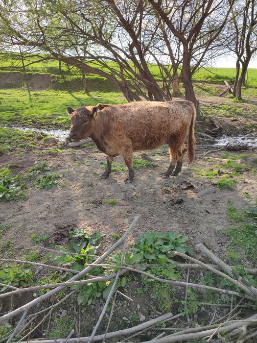 Krowa bydło gallowey