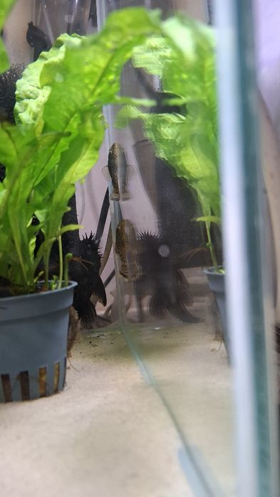 Zbrojnik pospolity glonojady