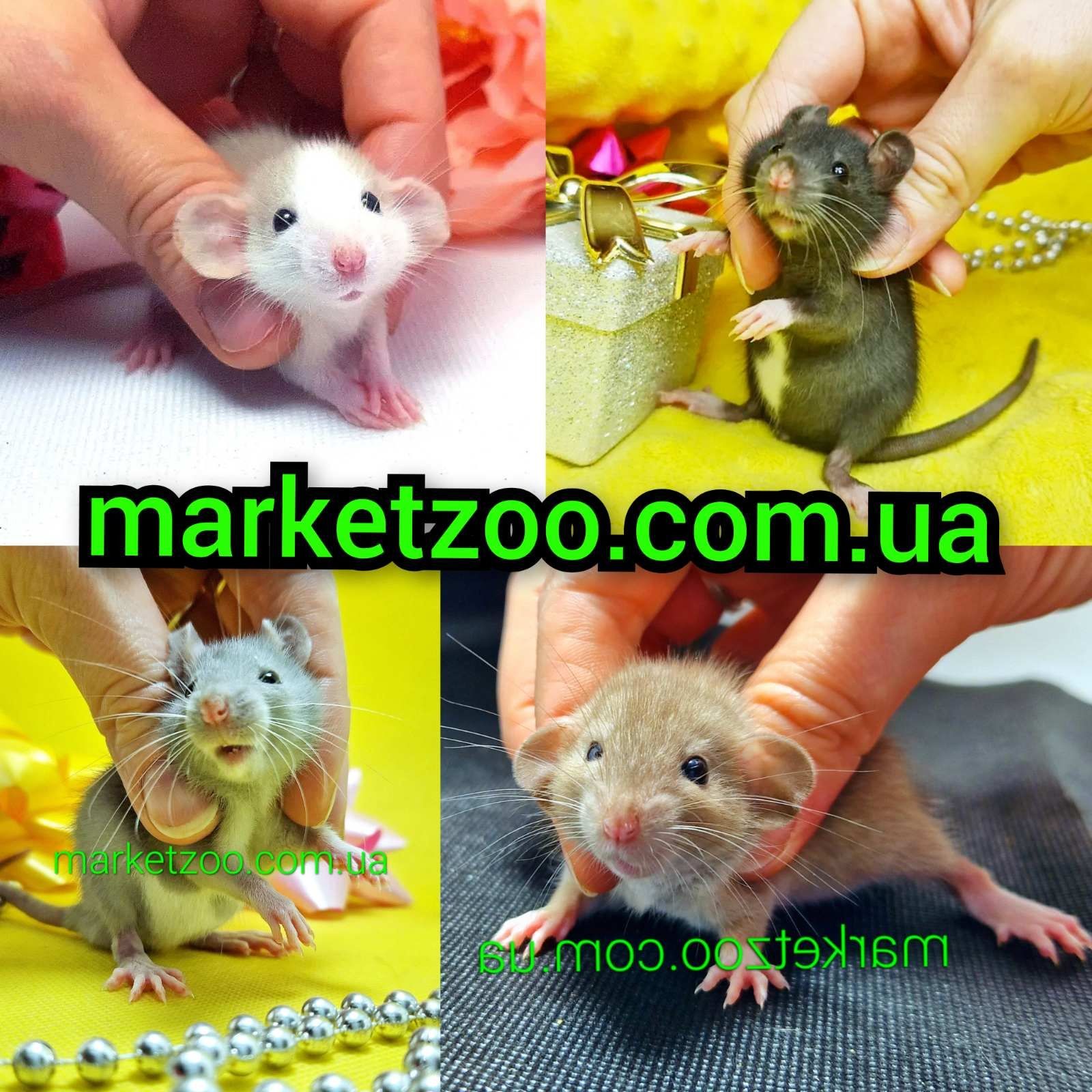 Крысы, крысята, крыски Дамбо и прямоушки, пацюки, щури, щур,щурики