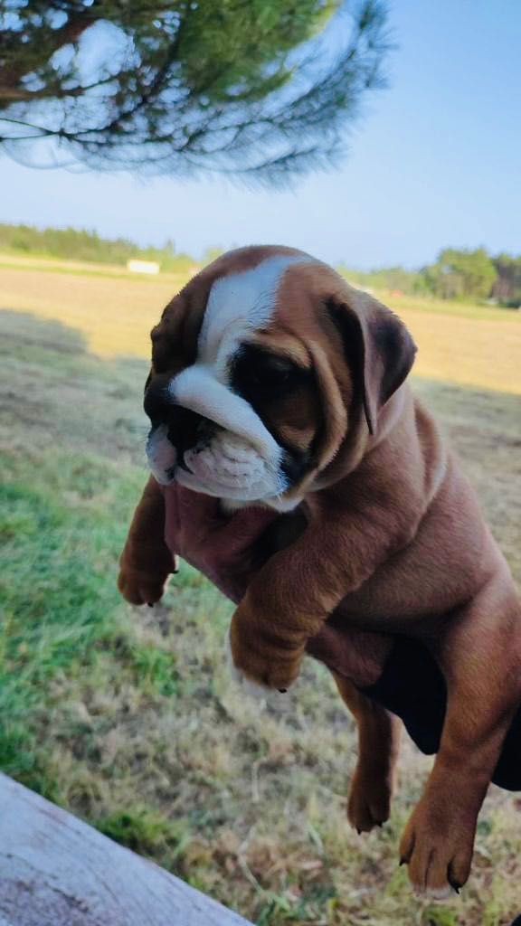 Bulldog Inglês (Lop)