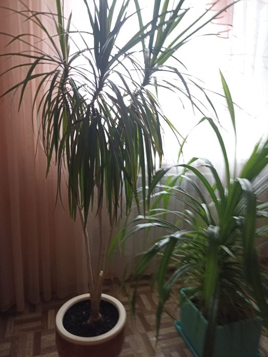 Драцена окаймленная узколистная.