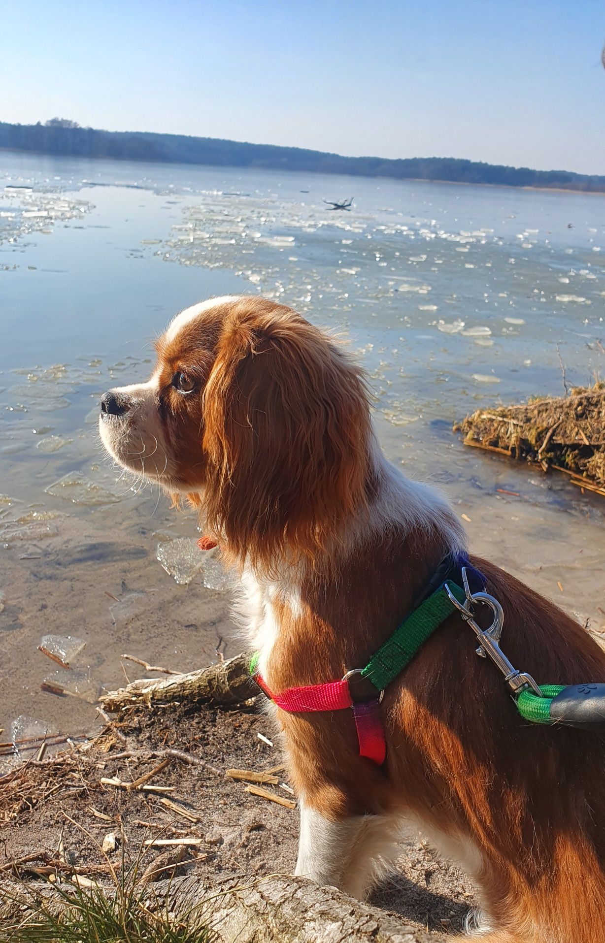 Cavalier King Cherles Spaniel-zapowiedź miotu