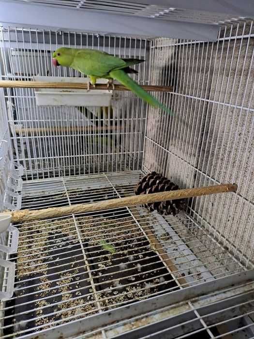 Ring neck super dócil vem a mão com gaiola