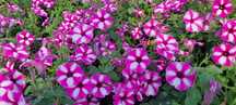 Kwiaty Supertuniia Vista, Pelargonia, Petunia, Begonia