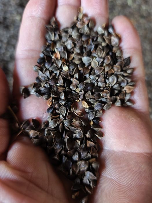 Gryka tatarka poplon