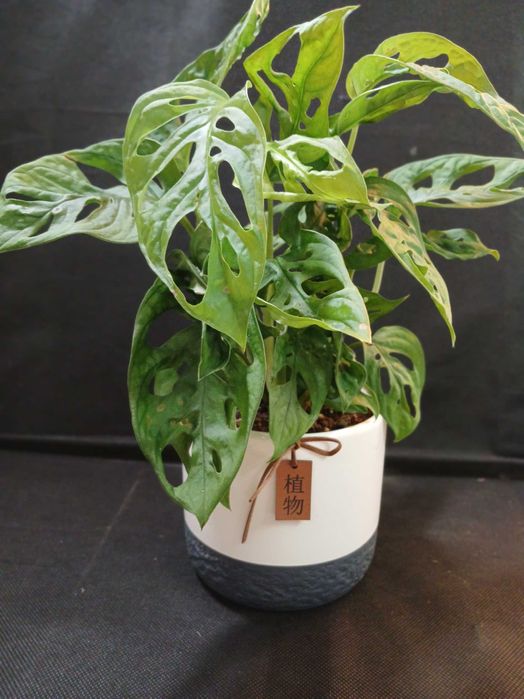 Монстера Манкі квіти на подарунки. Монстера Делікатесна 600 грн