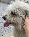 Cão para adoção de raça