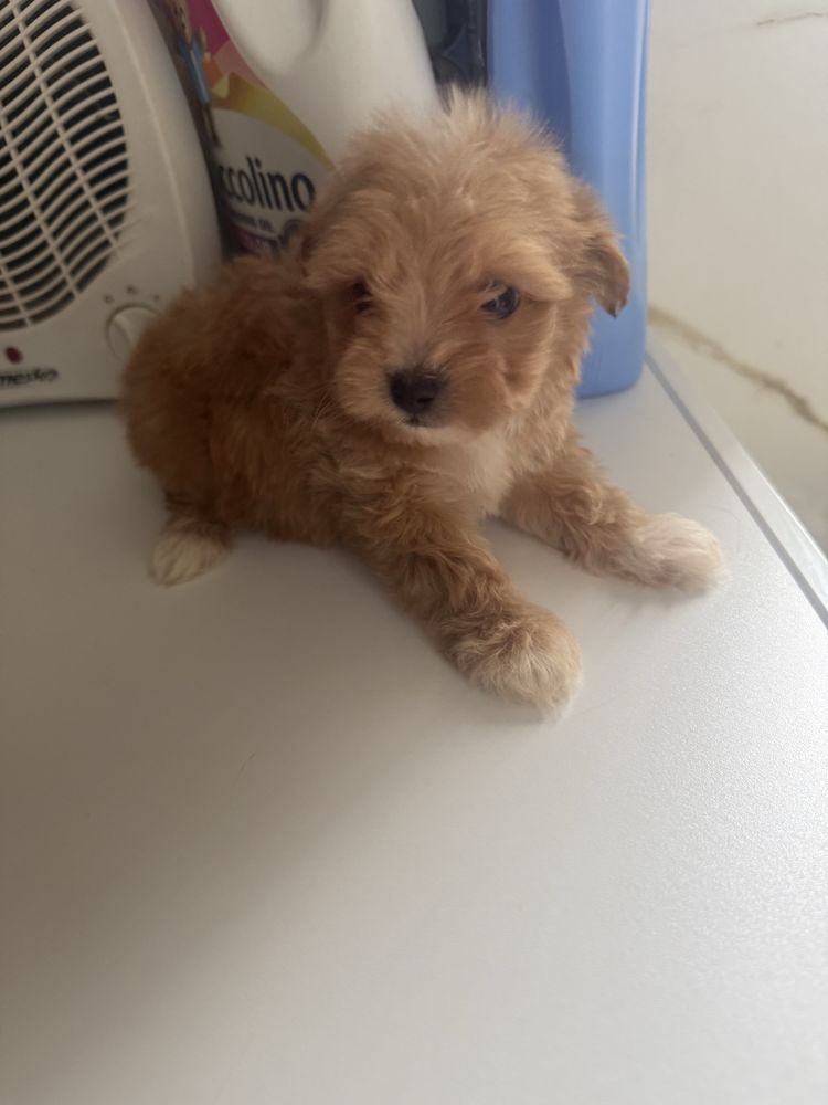 Maltipoo samiec miniaturowy