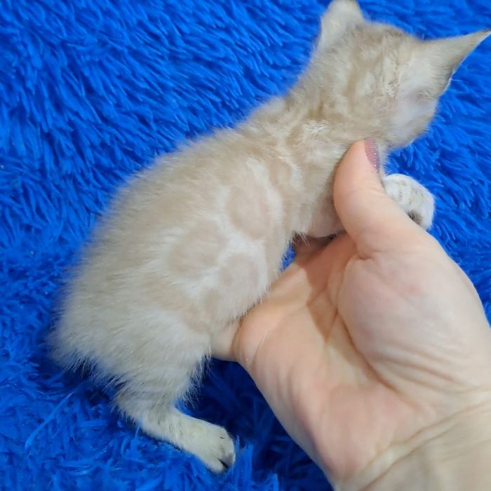 Бенгальский котёнок