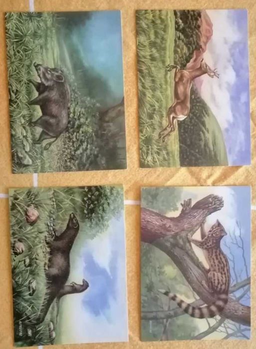Animais Selvagens no seu habitat - 8 Postais - Envio Grátis