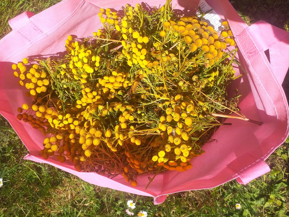 WROTYCZ KWIAT  1,3KG 100% NATURA ŚWIEŻY Zbiór Pasożyt Kleszcze