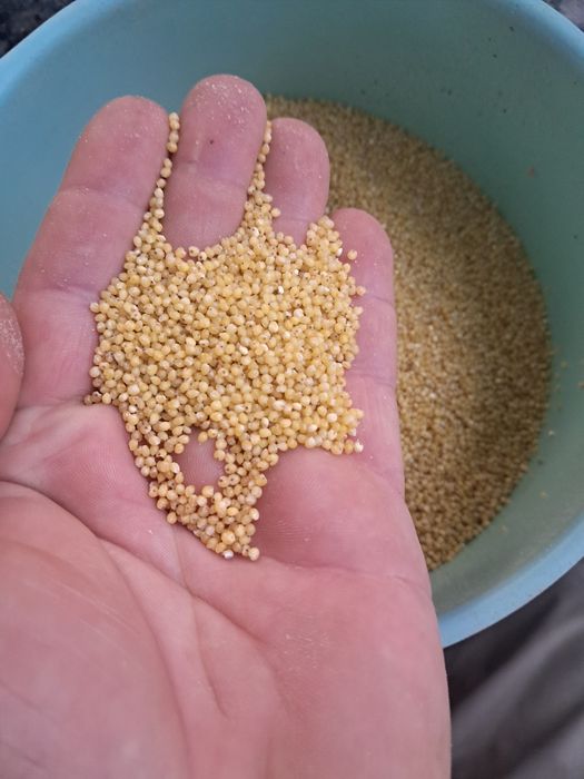 Kasza jaglana ekologiczna 2025