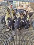 Patos mudos novos