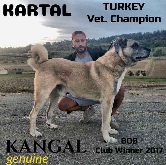 Champion Turcji BARUT kangal.D.K.BUBU FCI