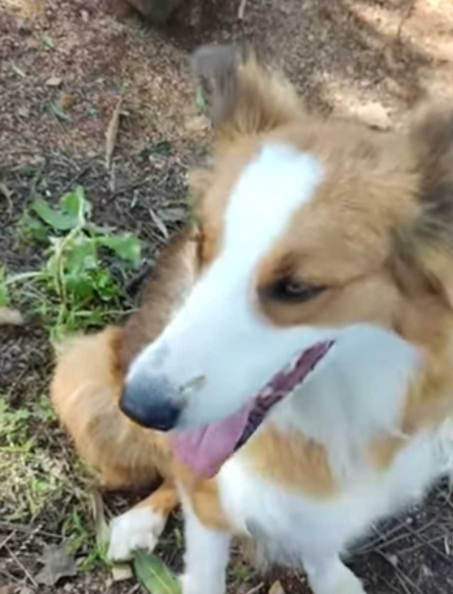Border collie fêmea bicolor