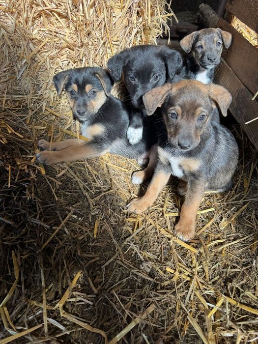 Oddam szczeniaki w dobre ręce (pieski)