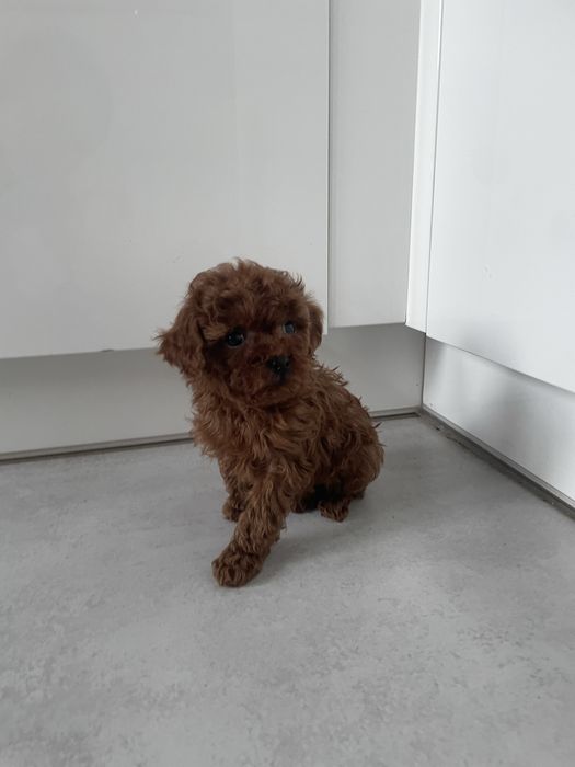 Suczka pudel TEACUP linia chińska BARDZO MALUTKA