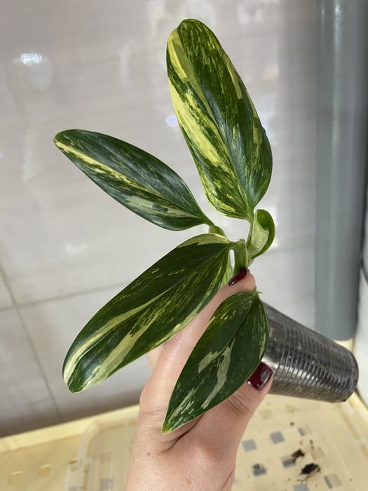 Філодендрон Pink Princess, Kobra yellow