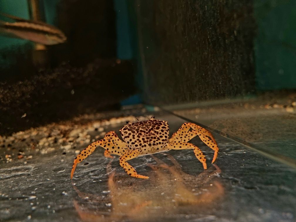 Krab pantera/krab akwariowy