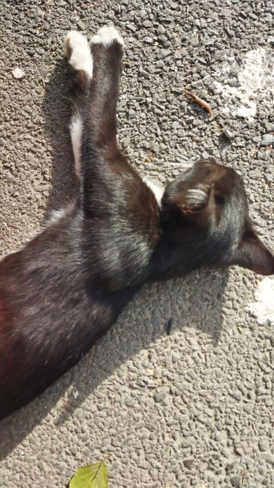 Котик в добрі руки