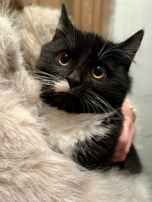 Oddam półroczną kotkę w dobre ręce