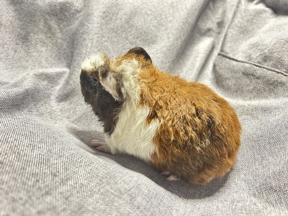 Sprzedam. Świnka morska. Samiec