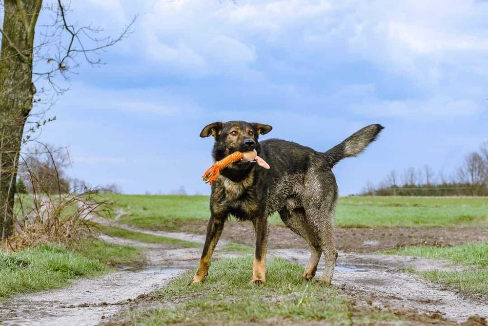 Duży pies Syriusz, aktywny i silny