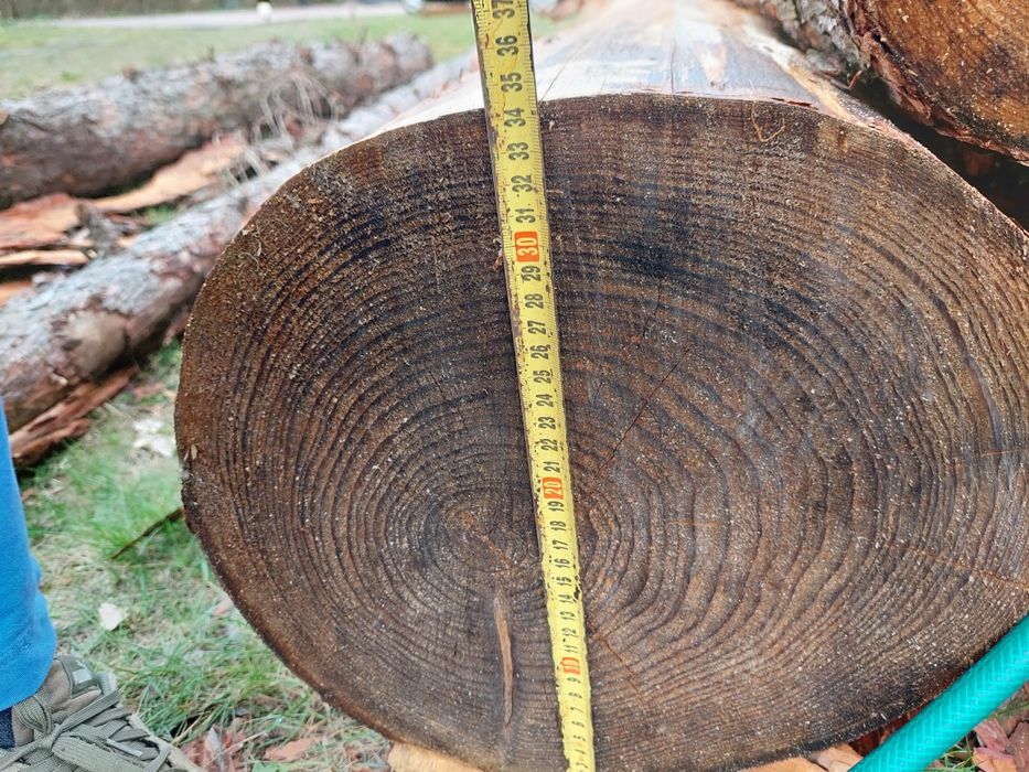 Bale  Modrzew  okorowane