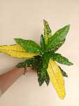 Planta Croton verde/amarelo
