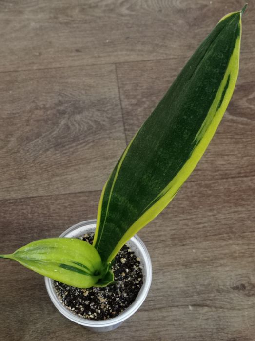 Сансевиерия Лонг лиф  Перл Янг Виена Зиберт вар Зебра Голод флейм