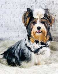 Szczeniak Yorkshire Terrier Biewer