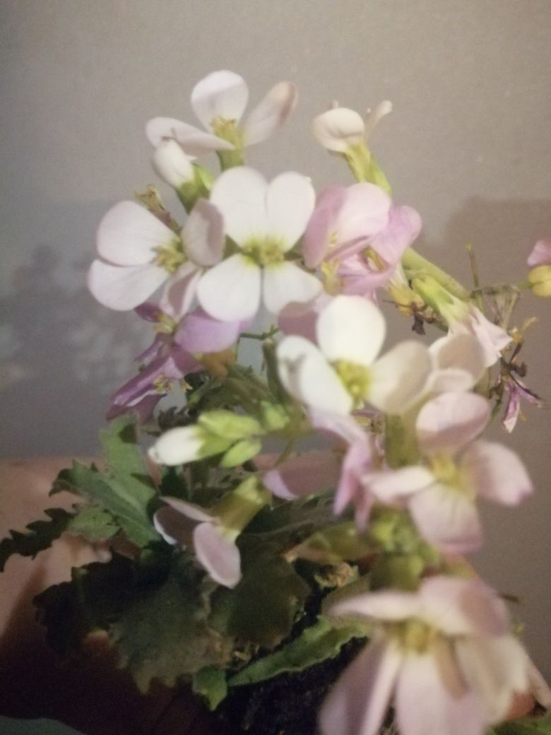 Квітучі багаторічні почвокровники