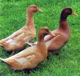 Patos khaki campbell jovens.