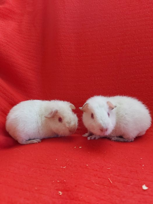 Морська свинка Тедді. Альбінос