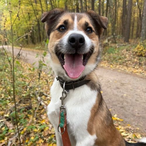 Zyzio psiak kochajacy czlowieka ponad wszystko szuka domu