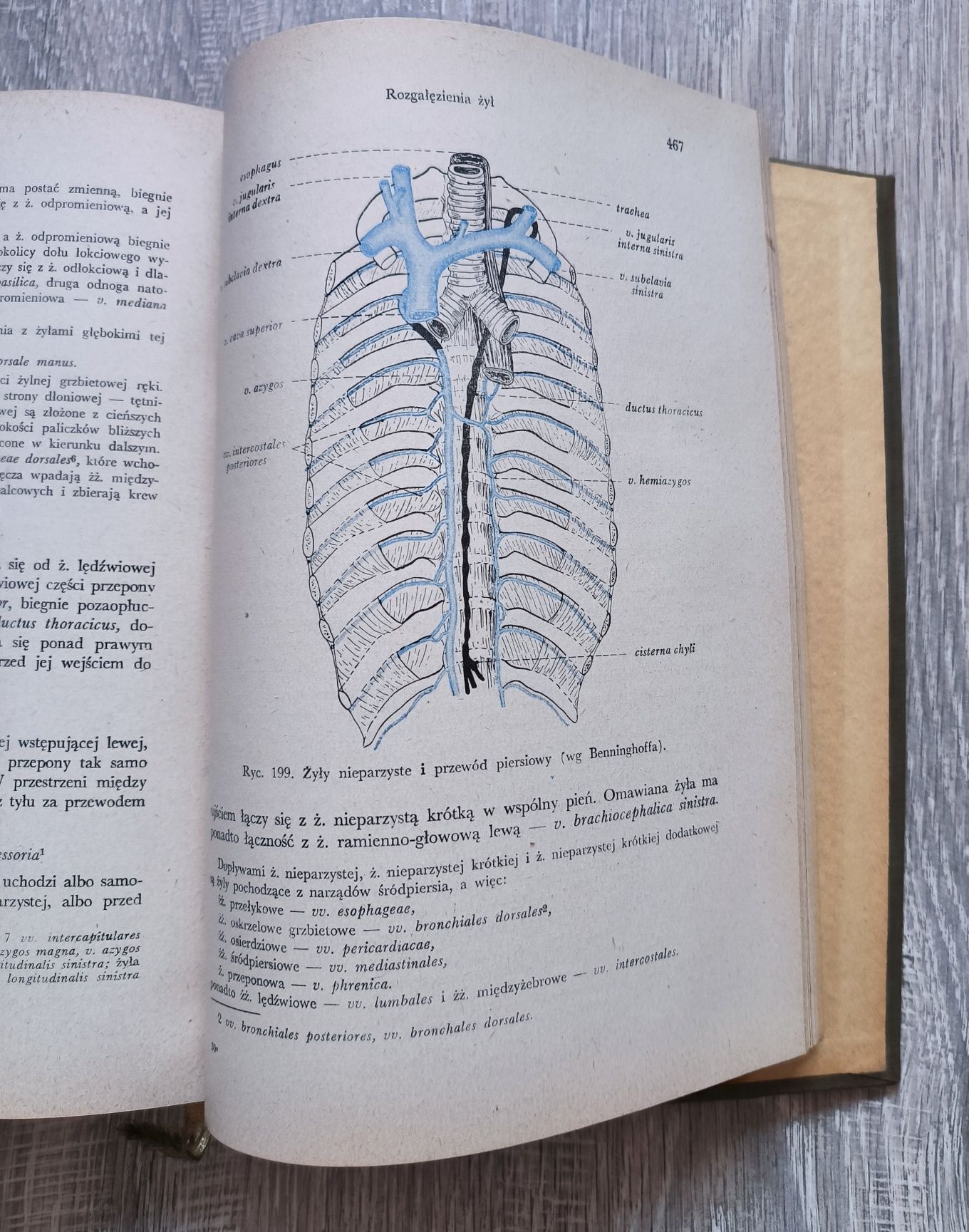 Anatomia prawidłowa człowieka Tom II Marciniak