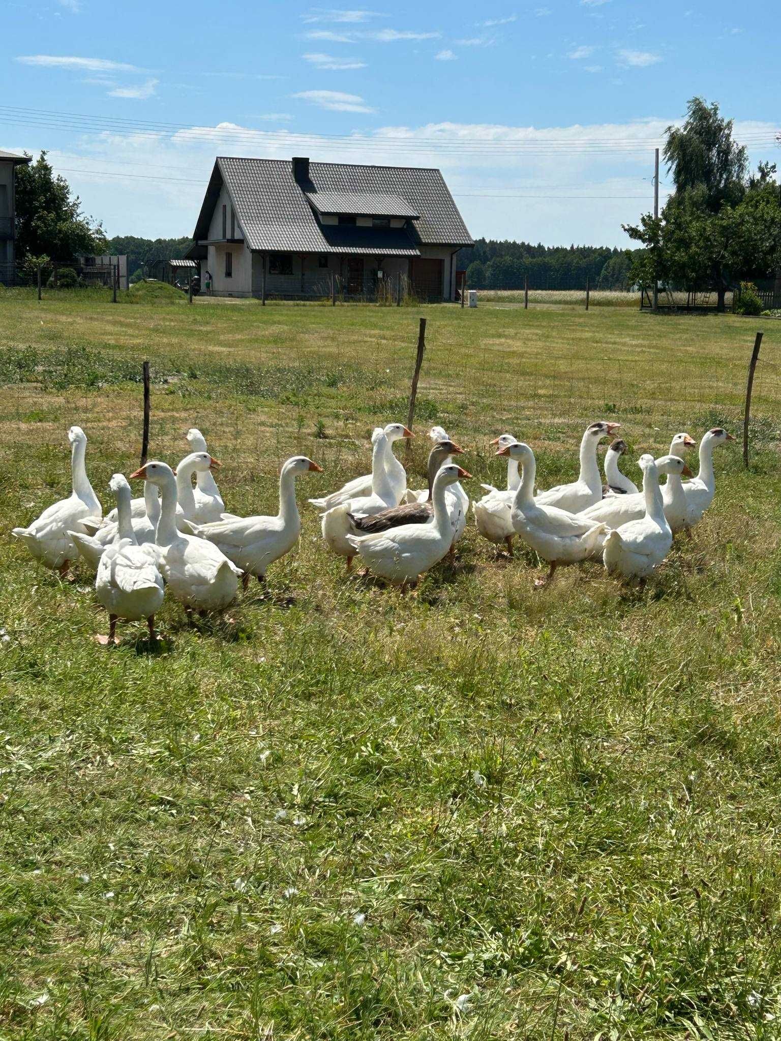 Gesi mieszanka cholmogor z tuluskimi ur 28.04.2025