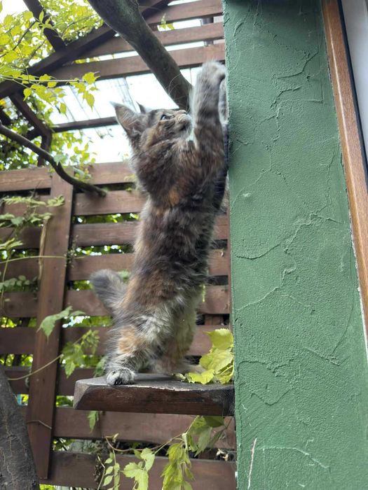 Puchata koteczka MCO FPL Całka