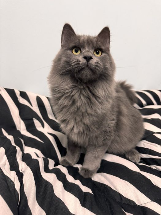 Грей серьезний хлопець шукає сім'ю