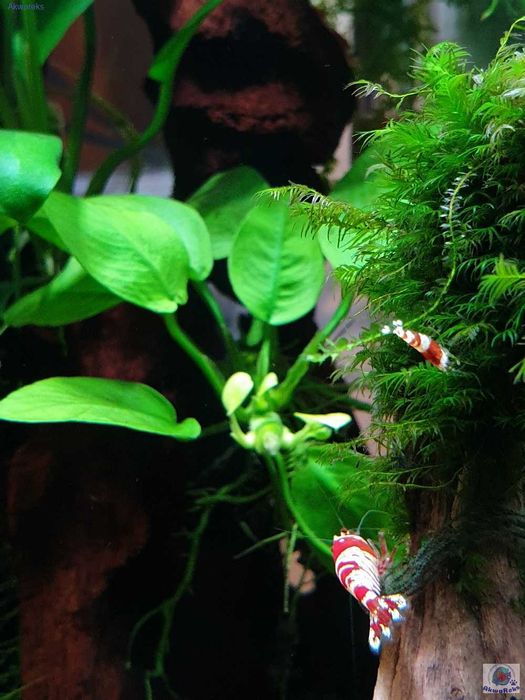Krewetka Crystal Red - Caridina - nasza hodowla - Sklep AKWAREKS